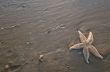 Starfish