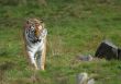  beautiful tiger