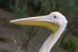 pelican