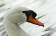 swan