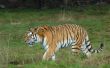  beautiful tiger