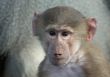 baby monkey