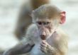 baby monkey