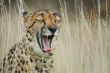 cheetah yawning