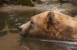 bear swimming