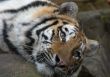 beautiful tiger