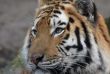 beautiful tiger