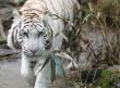 white tiger