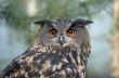  beautiful owl