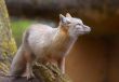 corsac fox