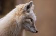 corsac fox