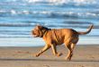 dog running on the beach