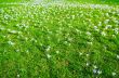 springflower background