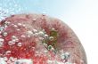 fresh apple