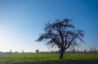 tree in the field