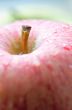 Macro photo of an apple