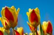 colorful dutch tulips