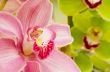 colorful orchids