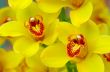 colorful orchids