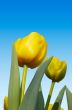 colorful dutch tulips