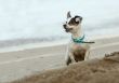 small dog on the beach