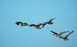 geese in flight