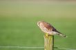 falcon