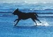 dog running on the beach