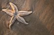 starfish on the beach