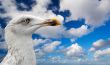 close-up of a seagull