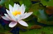 waterlily