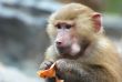 a cute monkey eating