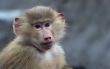 cute monkey