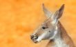 kangaroo portrait
