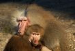 monkeys in love