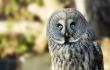 owl portrait