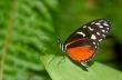 beautiful butterfly