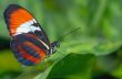 beautiful butterfly