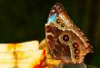 beautiful butterfly