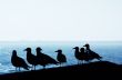 seagulls in the harbor