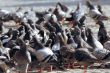 city pigeons