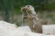 Prairie Dog