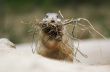 Prairie Dog