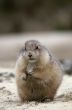 Prairie Dog