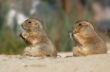 Prairie Dog