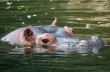hippo