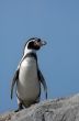 cute penguin