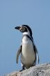 cute penguin