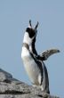 cute penguin