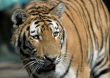 beautiful tiger